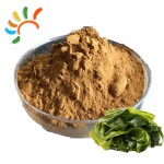 Kelp Extract Manufacturer - Natural Seaweed Food Health