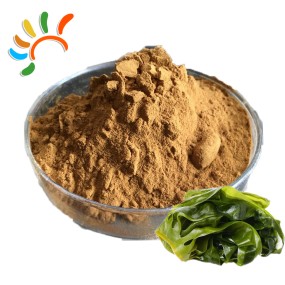 Kelp Extract Manufacturer - Natural Seaweed Food Health