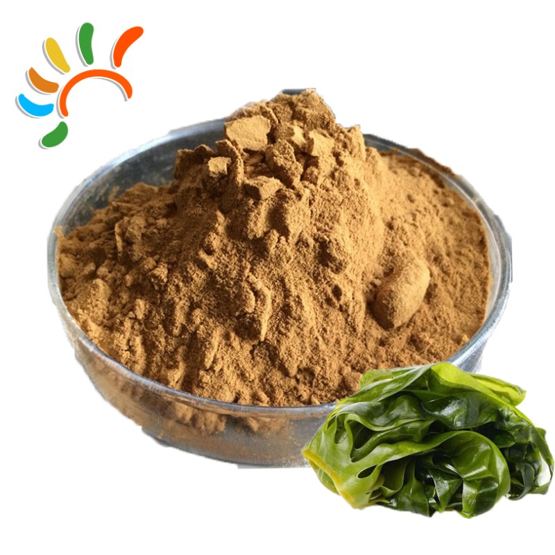 Kelp Extract Manufacturer - Natural Seaweed Food Health