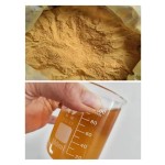 Angelica Extract Supplier - Bai Zhi Root Plant Extract