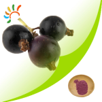 Black Currant Extract Manufacturer - 25% Anthocyanins Organic