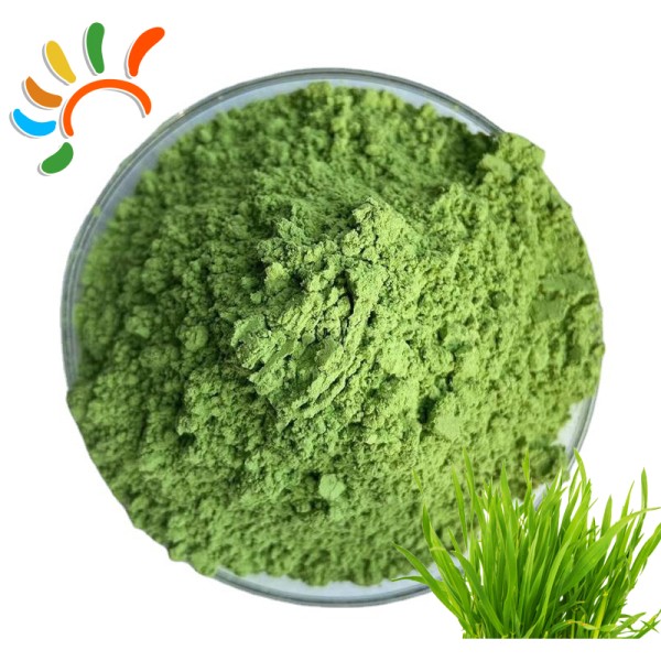 Wheatgrass Powder Supplier - Food Grade Superfood Extract