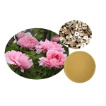 Peony Bark Extract Manufacturer - 10:1 50:1 Hot Sale