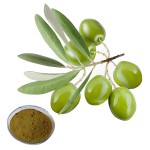 Olive Leaf Extract Supplier - Natural Powder Drum Packaging