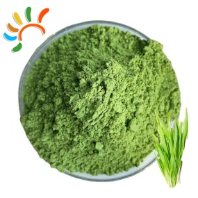 Barley Grass Powder Manufacturer - Young Leaf Herbal Supplement