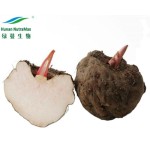 Konjac Glucomannan Powder Factory - Amorphophallus Root Powder