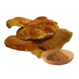 Antrodia Camphorata Extract Supplier - 10% Polysaccharides Powder