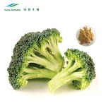 Broccoli Sprout Extract Factory - Sulforaphane Powder Natural