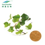Ivy Extract Powder Factory - 100% Pure 4:1-20:1 Natural