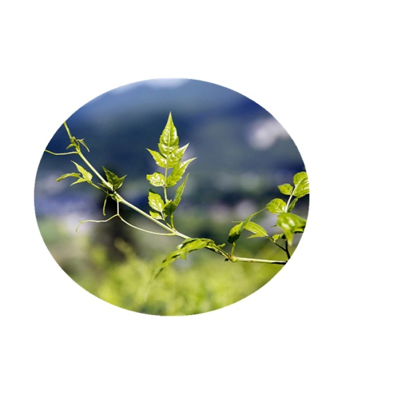 Vine Tea Extract Supplier - 98% DHM Dihydromyricetin Powder