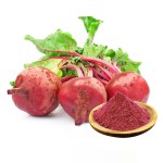 Beet Root Powder Supplier - Super Food Pure Red Powder