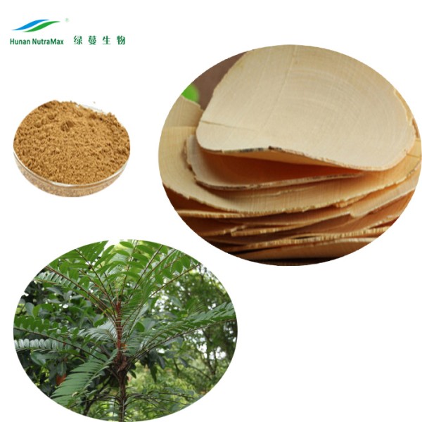Tongkat Ali Powder Manufacturer - 200:1 Extract Powder Bulk