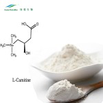 L-Carnitine Powder Supplier - HCl N-Acetyl Amino Acid