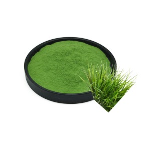 Barley Grass Powder Manufacturer - Juice Extract Green Powder