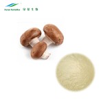 Shiitake Mycelium Extract Supplier - Mushroom Mycelium P.E. Powder