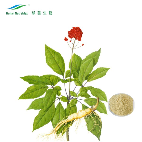 Panax Ginseng Extract Powder Factory - 60% Ginsenosides HPLC