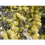 Shikakai Powder Supplier - 10:1 Acacia Concinna Hair Care