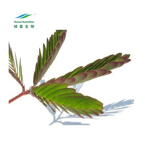 Mimosa Extract Supplier - Powder P.E. Natural Plant Extract