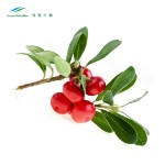 Bearberry Leaf Powder Manufacturer - Uva Ursi Herbal Extract Bulk