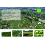 Green Tea Extract Powder Factory - Food Grade 98% Polyphenol HPLC