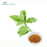 Green Tea Extract Powder Manufacturer - 10%-20% L-Theanine High Quality