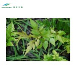 Vine Tea Extract Factory - 98% Myricetin Dihydromyricetin