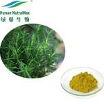 Rosemary Powder Supplier - Dried Leaf Extract Pure Powder
