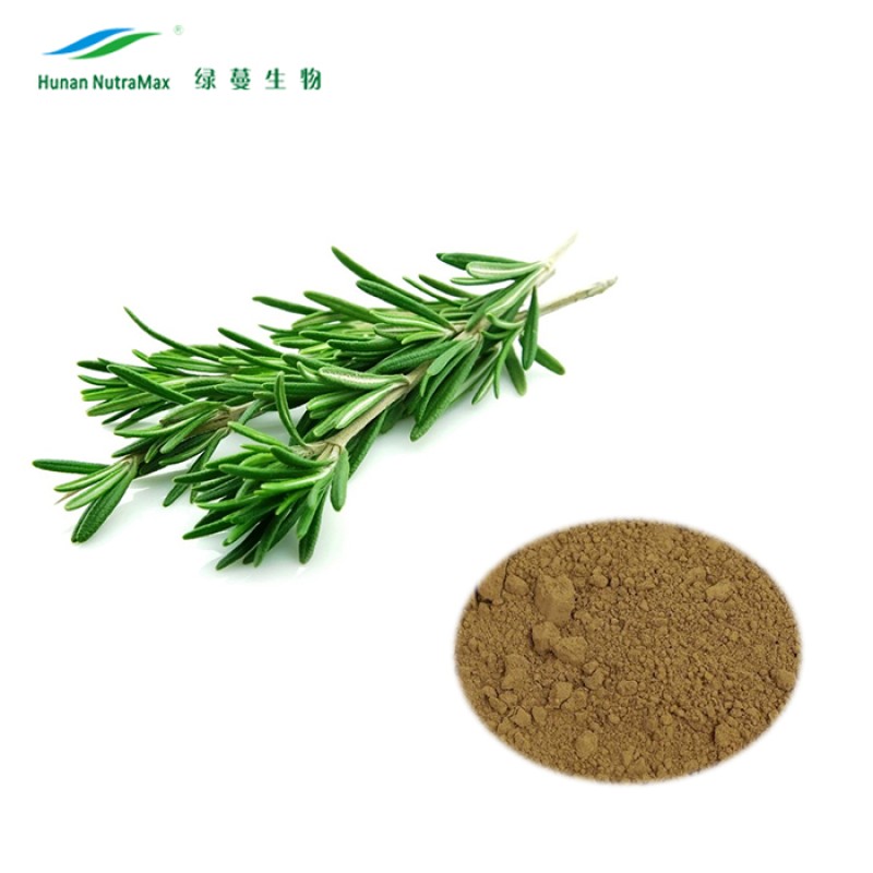 Rosemary Extract Powder Supplier - 5% Carnosic Acid Natural