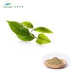 Green Tea Extract Powder Manufacturer - 10%-20% L-Theanine High Quality