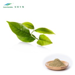 Green Tea Extract Powder Manufacturer - 10%-20% L-Theanine High Quality