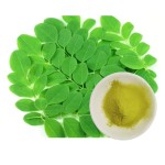 Moringa Powder Supplier - Pure Natural Weight Loss Bulk