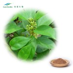 Gymnema Leaf Extract Supplier - High Quality Plant Extract Powder