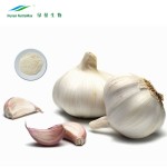 Garlic Extract Supplier - 1%-5% Allicin Deodorized Health Care