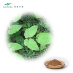 Horny Goat Weed Extract Factory - 10:1 Bulk Men Healthcare