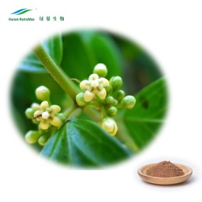 Gymnema Leaf Extract Supplier - High Quality Plant Extract Powder