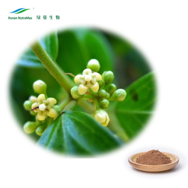 Gymnema Leaf Extract Supplier - High Quality Plant Extract Powder