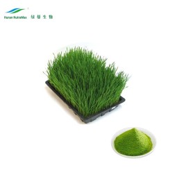 Wheatgrass Powder Supplier - Juice Powder Extract Bulk