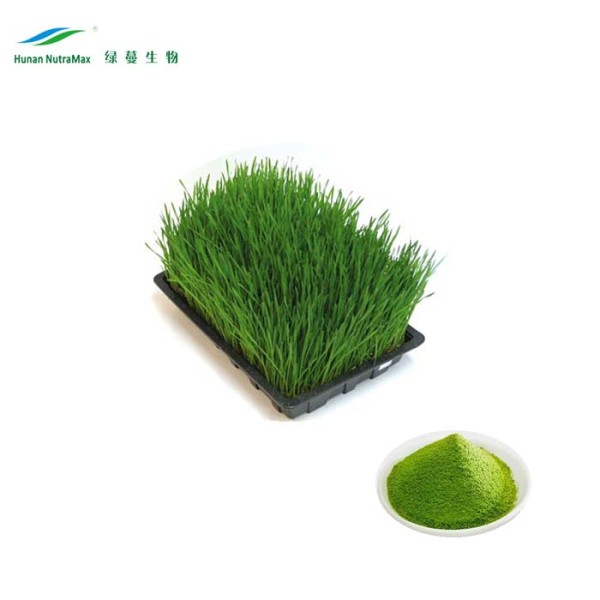 Wheatgrass Powder Supplier - Juice Powder Extract Bulk