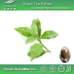 Green Tea Extract Powder Supplier - 20%-30% L-Theamine CAS 3081-61-6