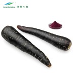 Black Carrot Powder Supplier - Juice Concentrate Liquid Powder