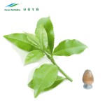 Green Tea Extract Manufacturer - 80% Polyphenols 60% Catechins