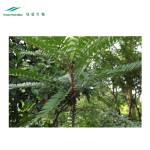 Tongkat Ali Extract Manufacturer - Plant Herbal Extract Powder