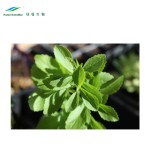 Stevia Leaf Extract Factory - Total Steviol Glycosides 95% Powder