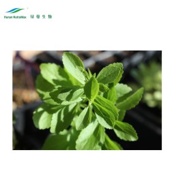 Stevia Leaf Extract Factory - Total Steviol Glycosides 95% Powder