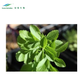 Stevia Leaf Extract Factory - Total Steviol Glycosides 95% Powder