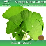 Ginkgo Biloba Extract Factory - 24/6 Standardized Extract Powder