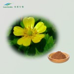 Cat's Claw Extract Supplier - 4:1-20:1 TLC NutraMax