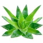 Aloe Vera Powder Factory - Cosmetics Ingredients Natural Extract
