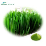 Wheatgrass Powder Supplier - Juice Powder Extract Bulk
