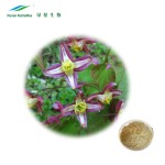 Horny Goat Weed Extract Factory - 10:1 Bulk Men Healthcare